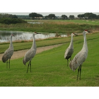 Sand Hill Cranes are abundant at ChampionsGate Golf Club in Orlando, Fla.
